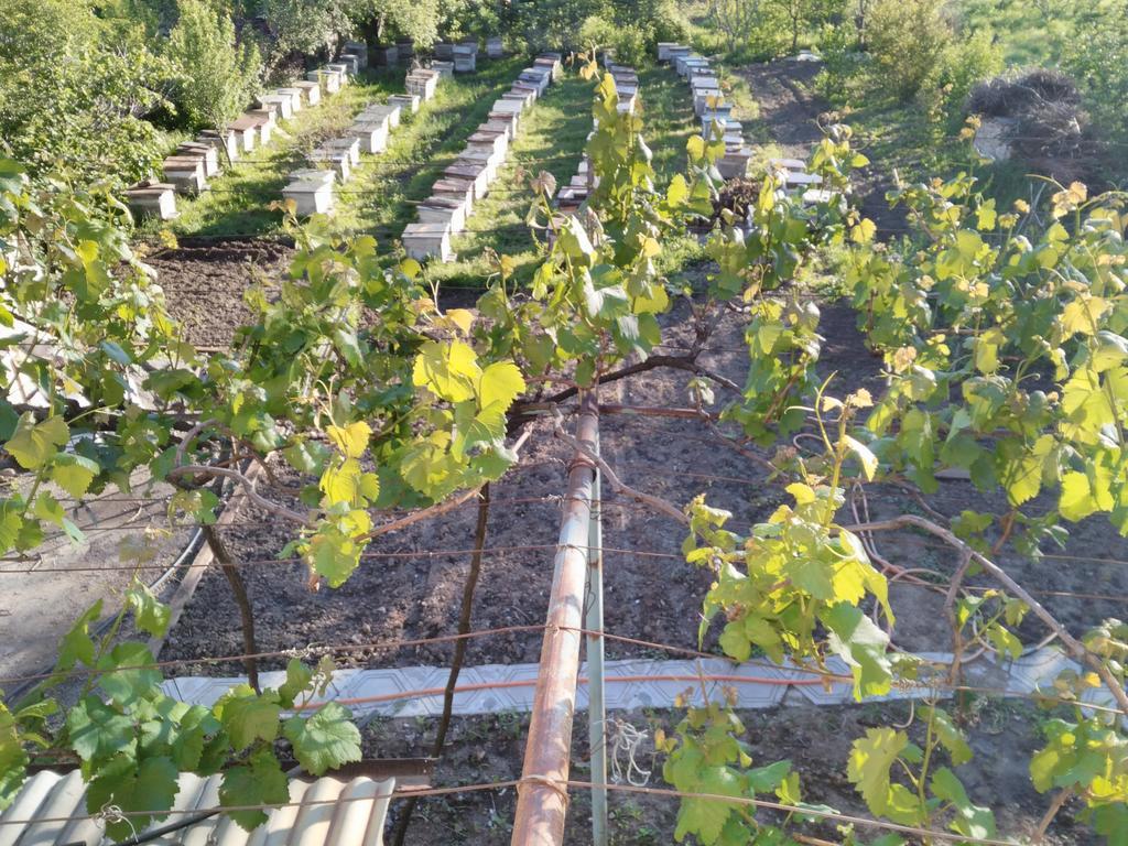 Gogi Dvalishvili Wine Cellar Gori Exterior photo